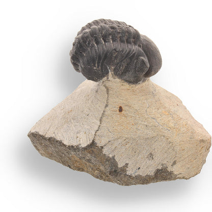 Fossilized Marvel: 400-Million-Year-Old Morocops Trilobite