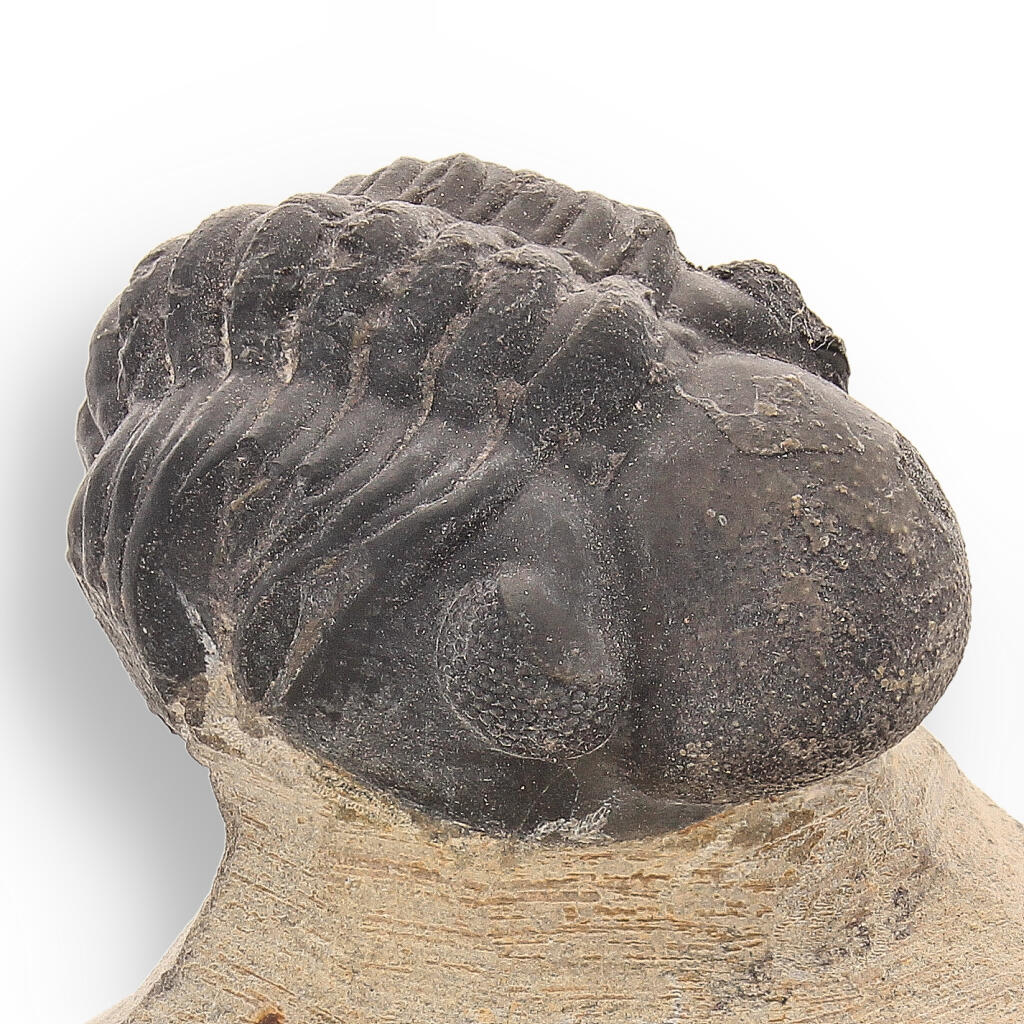 Fossilized Marvel: 400-Million-Year-Old Morocops Trilobite