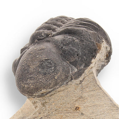 Fossilized Marvel: 400-Million-Year-Old Morocops Trilobite