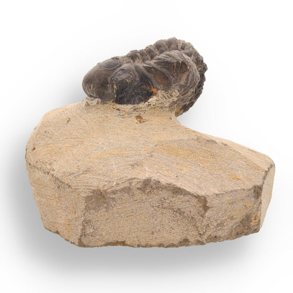 Ancient Explorer: Devonian Morocops Trilobite from Issoumour