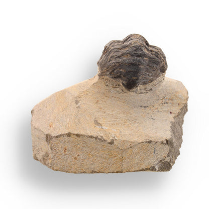 Ancient Explorer: Devonian Morocops Trilobite from Issoumour