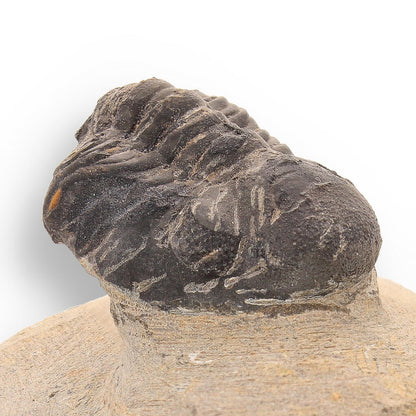 Ancient Explorer: Devonian Morocops Trilobite from Issoumour