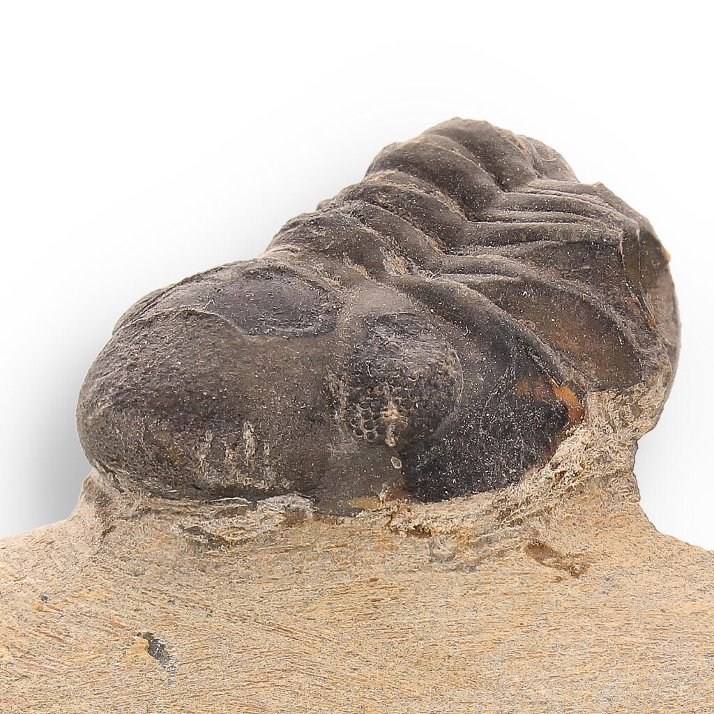 Ancient Explorer: Devonian Morocops Trilobite from Issoumour