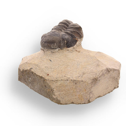 Ancient Explorer: Devonian Morocops Trilobite from Issoumour