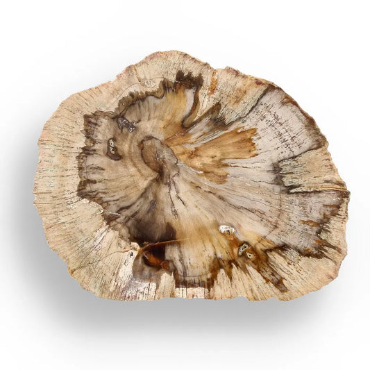 Buy your Petrified Wood: Madagascar's Ancient Art online now or in store at Forever Gems in Franschhoek, South Africa