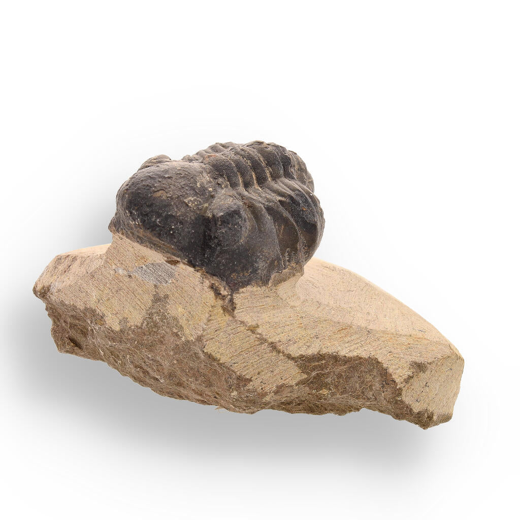 Prehistoric Perfection: Genuine Moroccan Morocops Trilobite