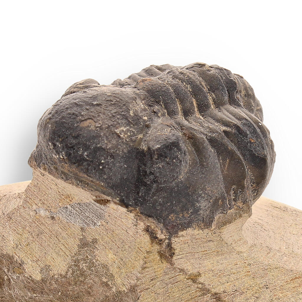 Prehistoric Perfection: Genuine Moroccan Morocops Trilobite