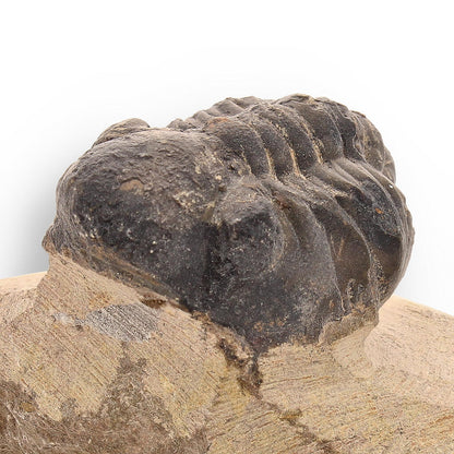 Prehistoric Perfection: Genuine Moroccan Morocops Trilobite