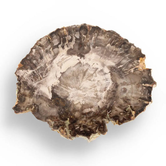 Buy your Petrified Wood: Stone-Turned-Tree Treasure online now or in store at Forever Gems in Franschhoek, South Africa