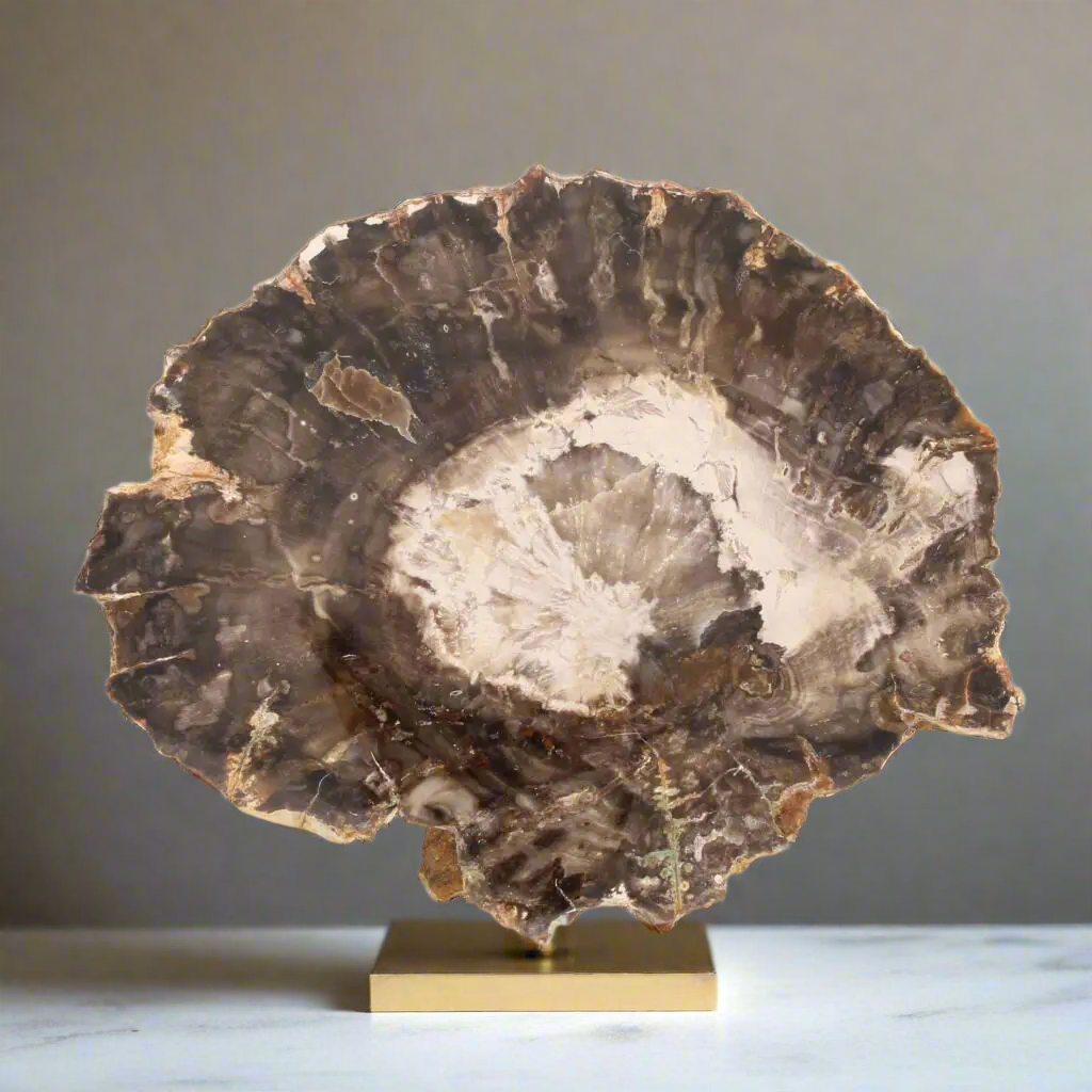 Buy your Petrified Wood: Stone-Turned-Tree Treasure online now or in store at Forever Gems in Franschhoek, South Africa