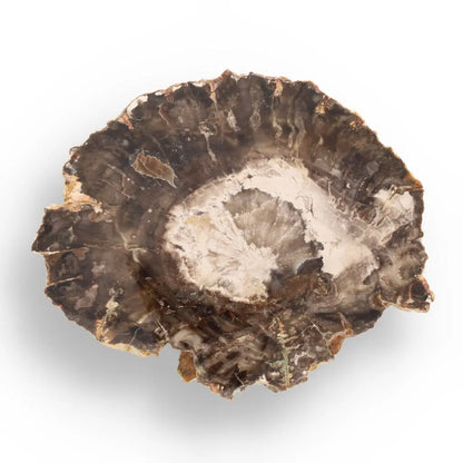 Buy your Petrified Wood: Stone-Turned-Tree Treasure online now or in store at Forever Gems in Franschhoek, South Africa