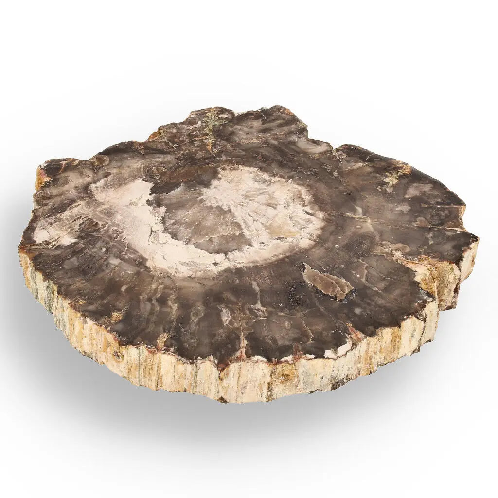 Buy your Petrified Wood: Stone-Turned-Tree Treasure online now or in store at Forever Gems in Franschhoek, South Africa