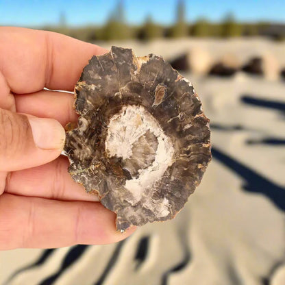 Buy your Petrified Wood: Stone-Turned-Tree Treasure online now or in store at Forever Gems in Franschhoek, South Africa