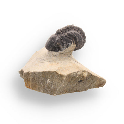 Authentic Morocops Trilobite Fossil: Echoes of the Devonian