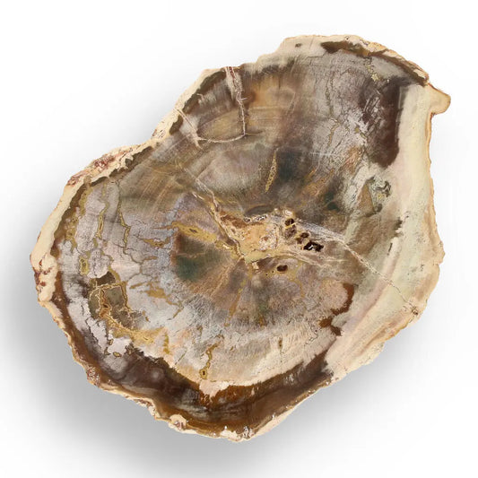 Buy your Petrified Wood: Madagascar's Fossil Beauty online now or in store at Forever Gems in Franschhoek, South Africa