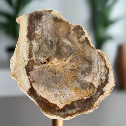 Buy your Petrified Wood: Madagascar's Fossil Beauty online now or in store at Forever Gems in Franschhoek, South Africa