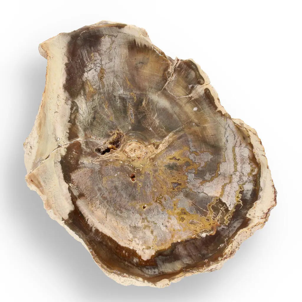 Buy your Petrified Wood: Madagascar's Fossil Beauty online now or in store at Forever Gems in Franschhoek, South Africa