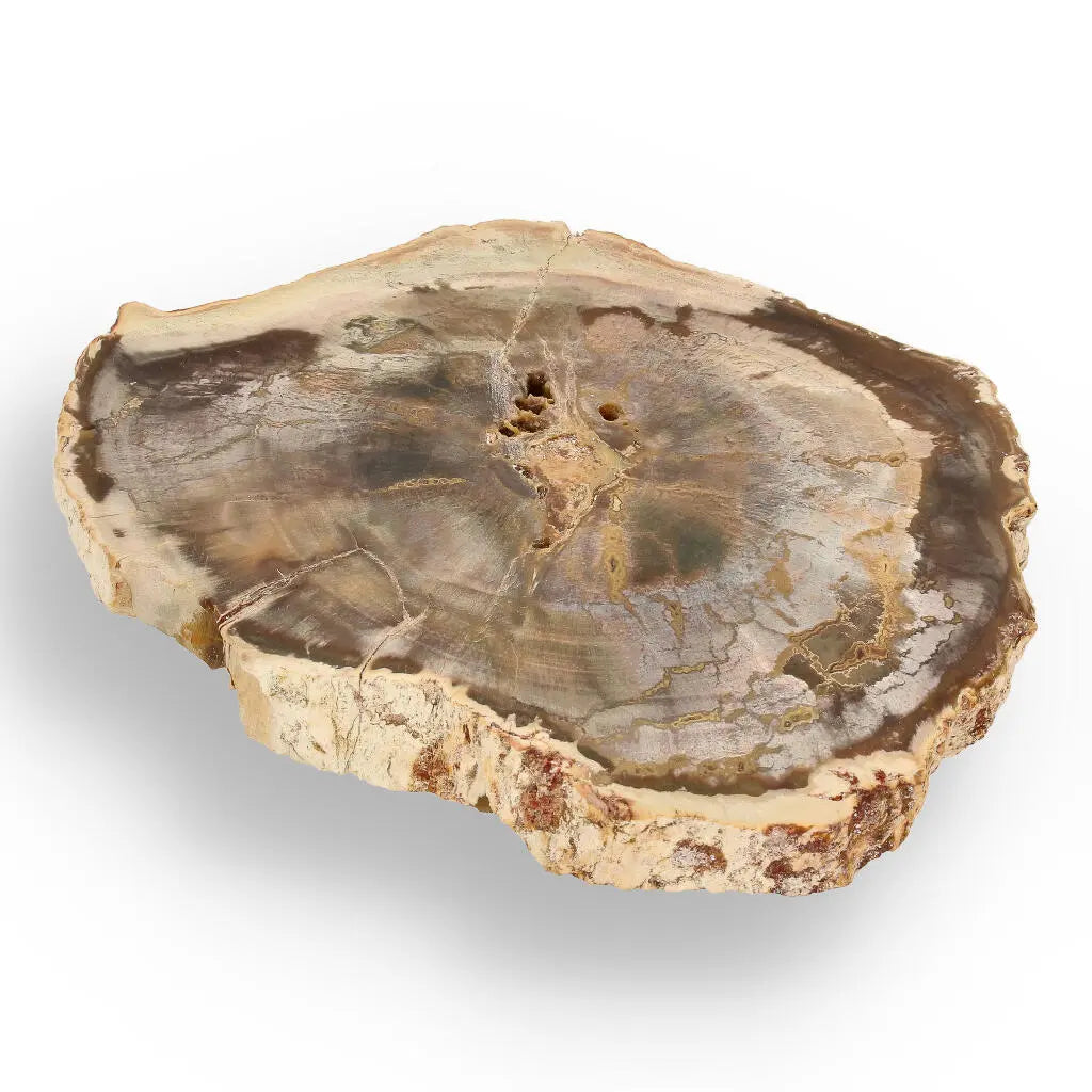 Buy your Petrified Wood: Madagascar's Fossil Beauty online now or in store at Forever Gems in Franschhoek, South Africa