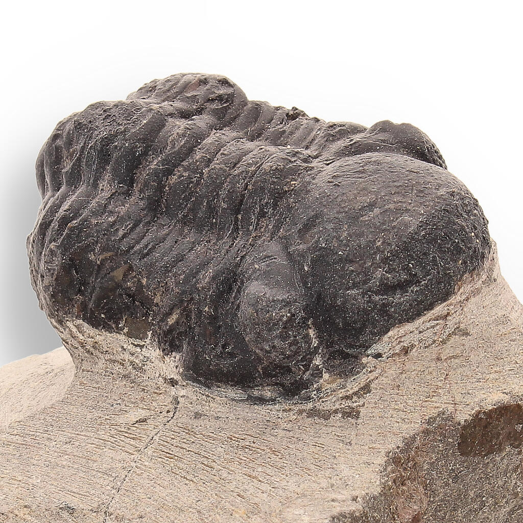 Trilobite Time Capsule: 400-Million-Year-Old Fossil from Morocco