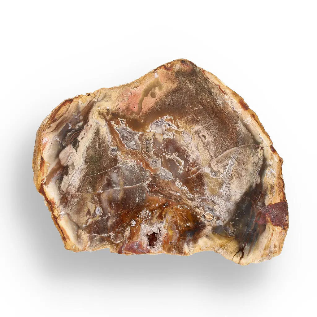 Buy your Petrified Wood: Time-Capsule of Madagascar online now or in store at Forever Gems in Franschhoek, South Africa