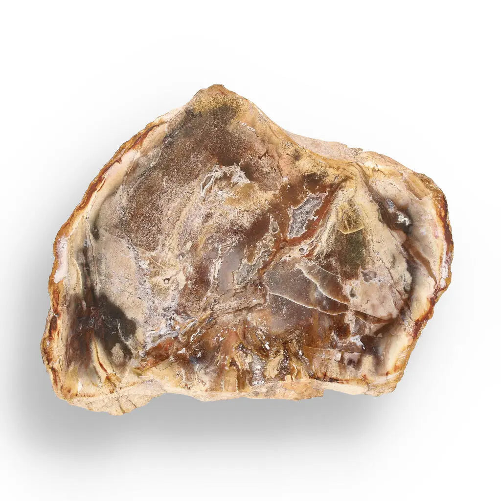 Buy your Petrified Wood: Time-Capsule of Madagascar online now or in store at Forever Gems in Franschhoek, South Africa