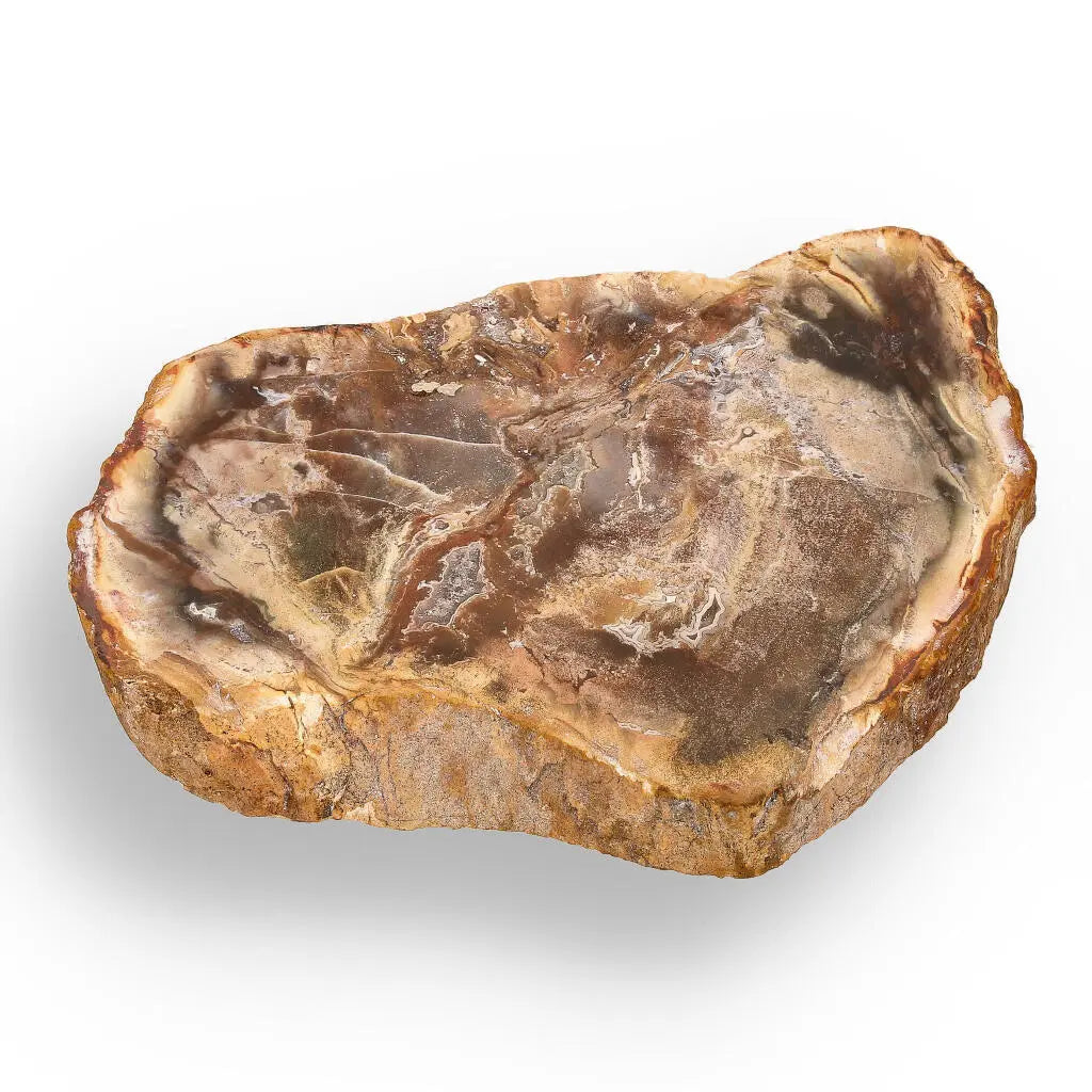 Buy your Petrified Wood: Time-Capsule of Madagascar online now or in store at Forever Gems in Franschhoek, South Africa