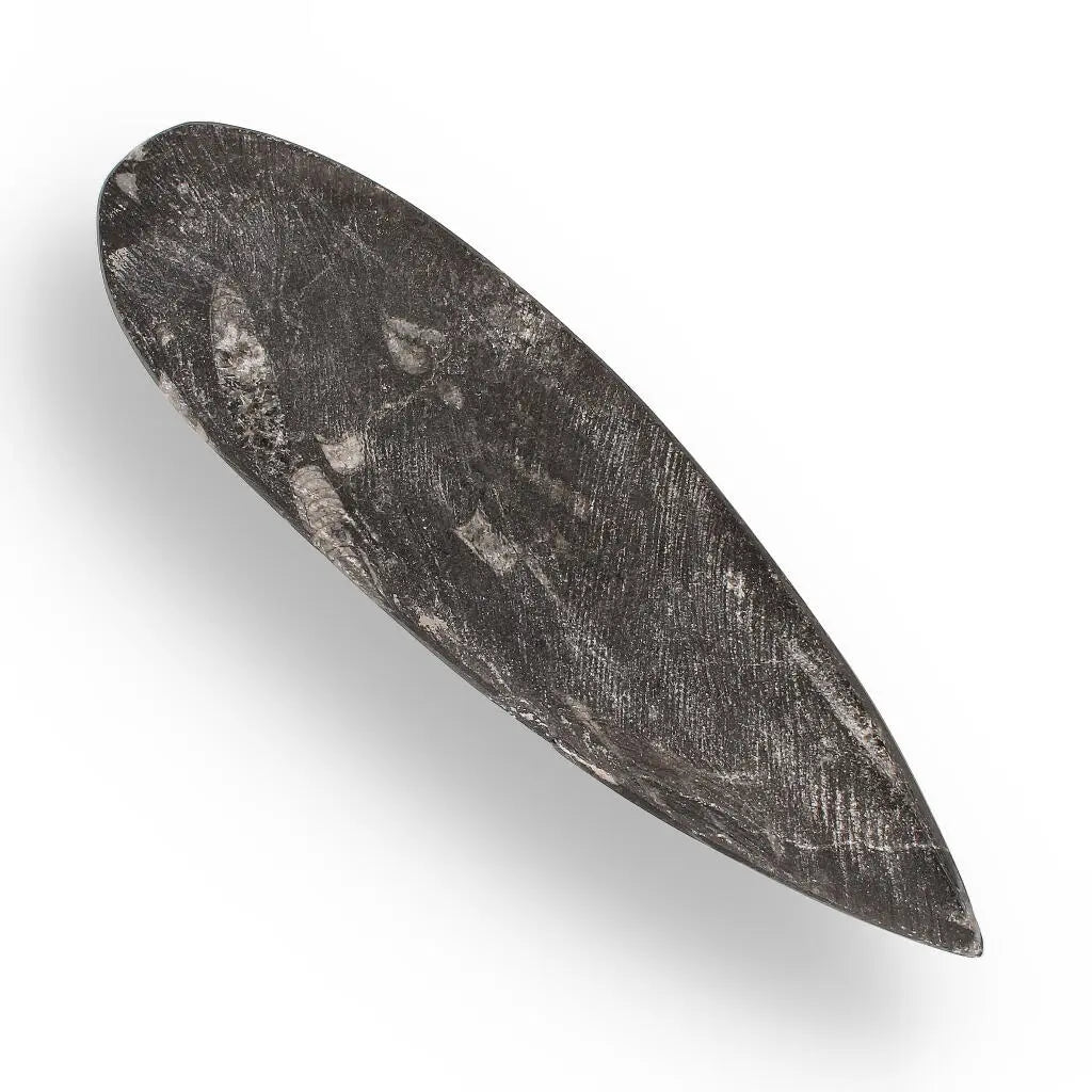 Buy your Orthoceras Point: Moroccan Marine Marvel online now or in store at Forever Gems in Franschhoek, South Africa