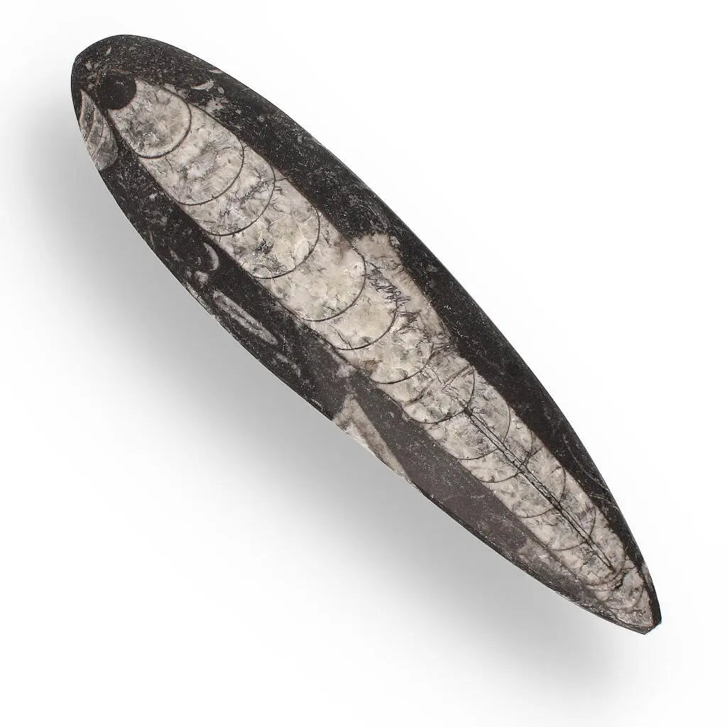 Buy your Orthoceras Point: Ancient Cephalopod Treasure online now or in store at Forever Gems in Franschhoek, South Africa