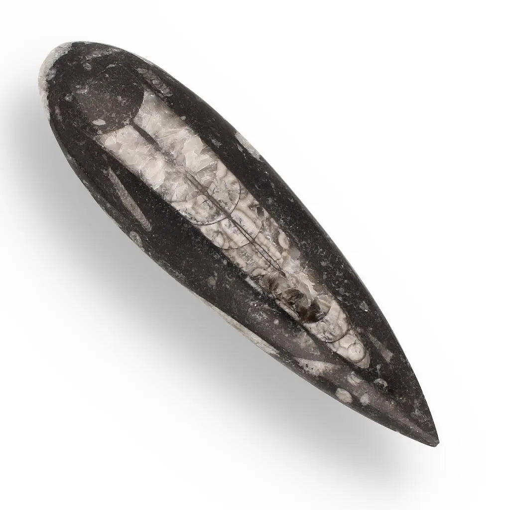 Buy your Orthoceras Point: Moroccan Fossil Find online now or in store at Forever Gems in Franschhoek, South Africa