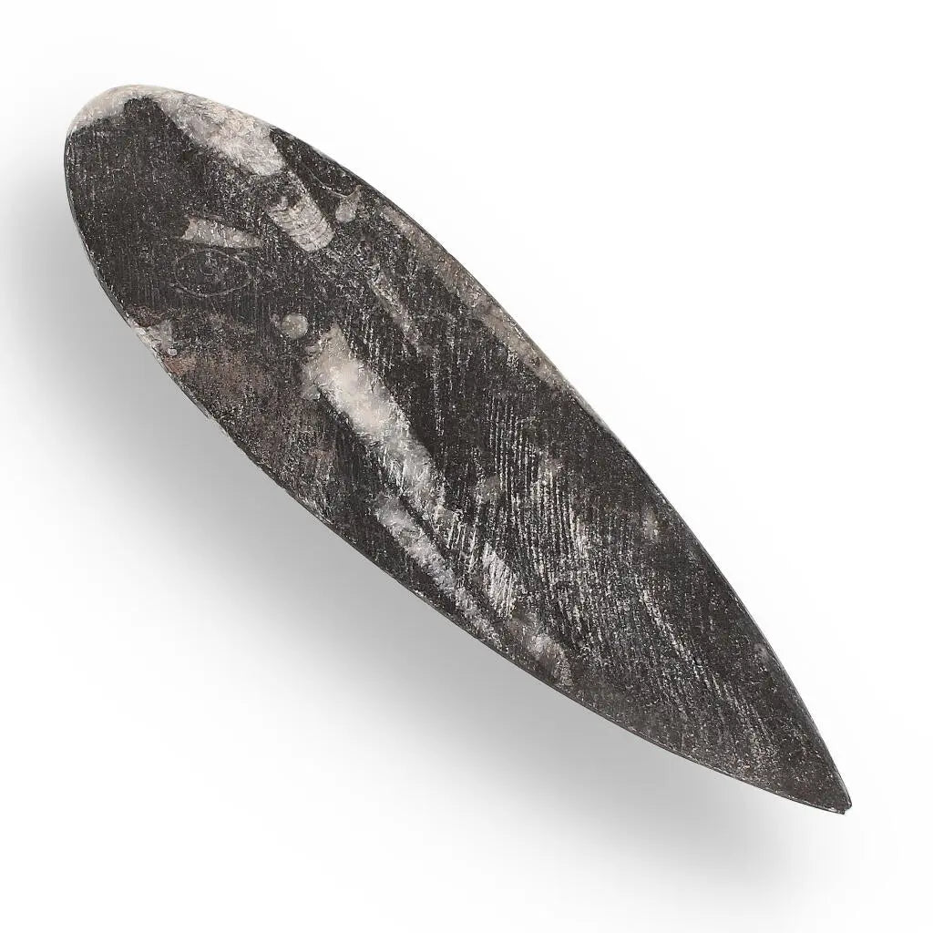 Buy your Orthoceras Point: Moroccan Fossil Find online now or in store at Forever Gems in Franschhoek, South Africa