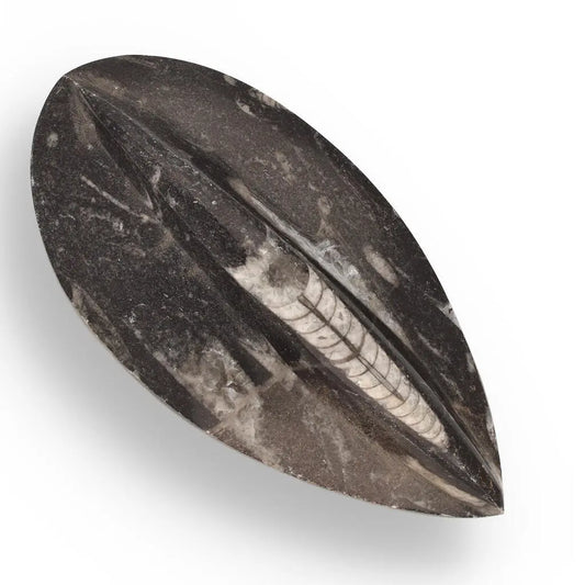 Buy your Orthoceras Point: Prehistoric Predator Relic online now or in store at Forever Gems in Franschhoek, South Africa