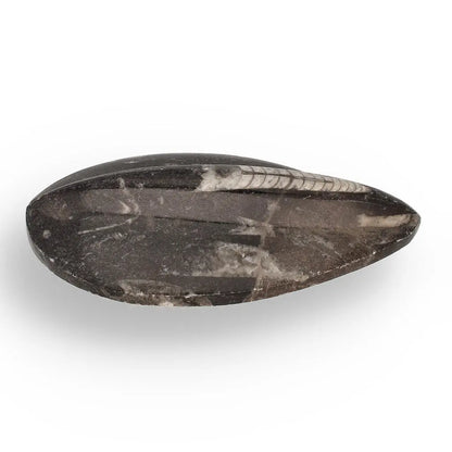 Buy your Orthoceras Point: Prehistoric Predator Relic online now or in store at Forever Gems in Franschhoek, South Africa