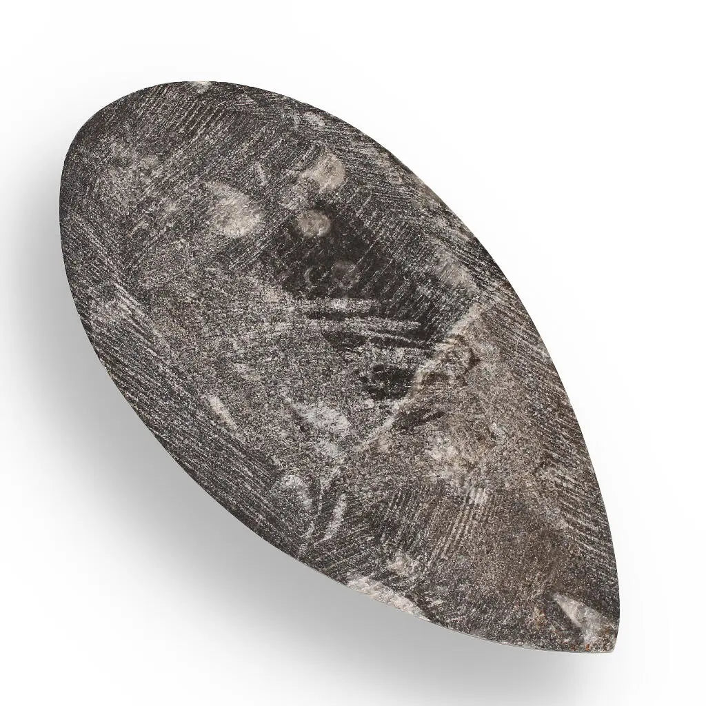 Buy your Orthoceras Point: Prehistoric Predator Relic online now or in store at Forever Gems in Franschhoek, South Africa