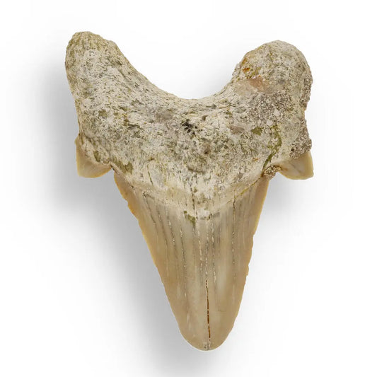 Otodus Obliquus: Prehistoric Shark Tooth