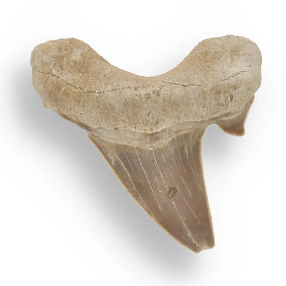 Ancient Shark Relic from Morocco