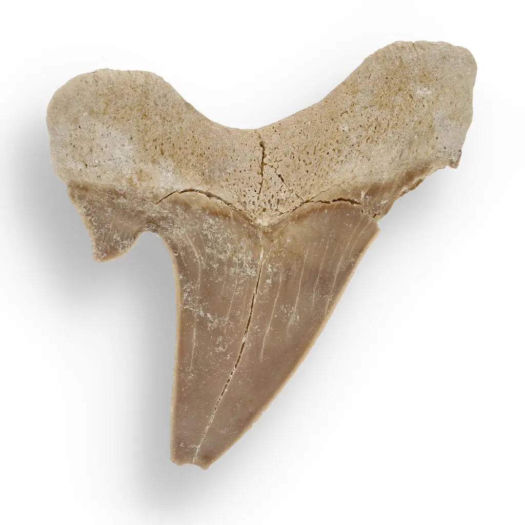 Ancient Shark Relic from Morocco