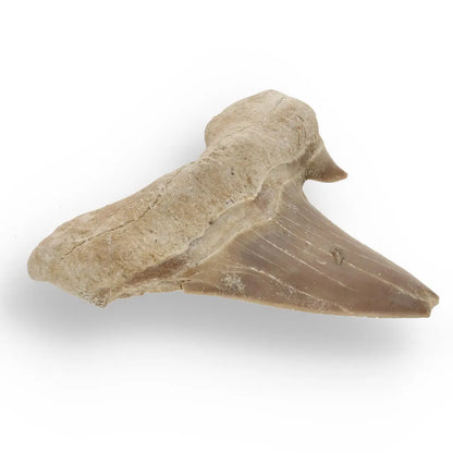 Ancient Shark Relic from Morocco