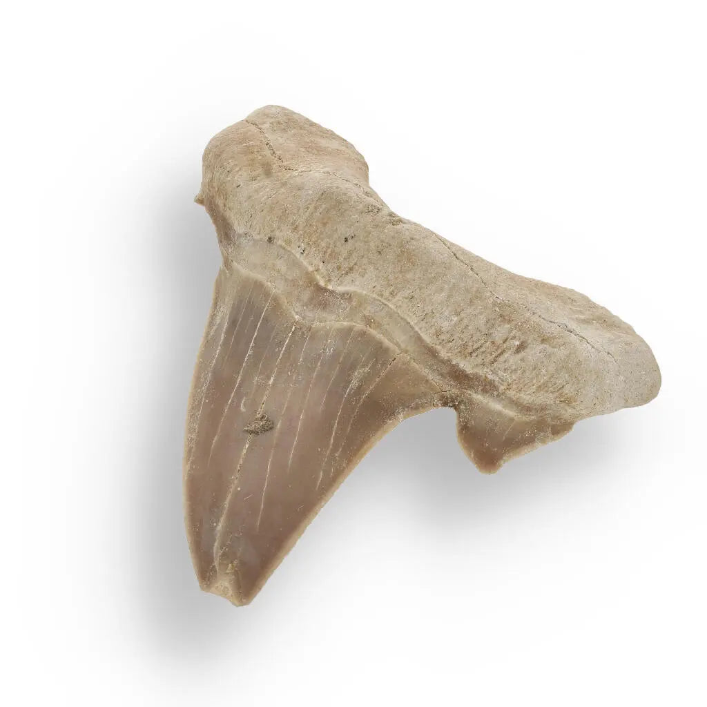 Ancient Shark Relic from Morocco