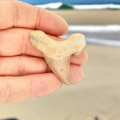 Ancient Shark Relic from Morocco