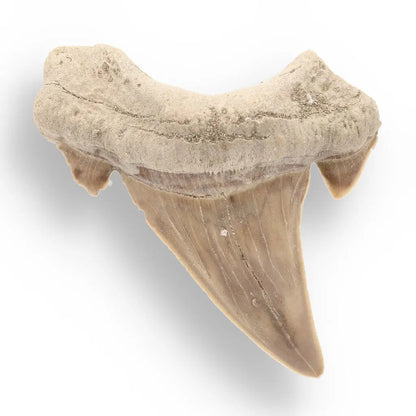 Otodus Obliquus Apex Predator Fossil