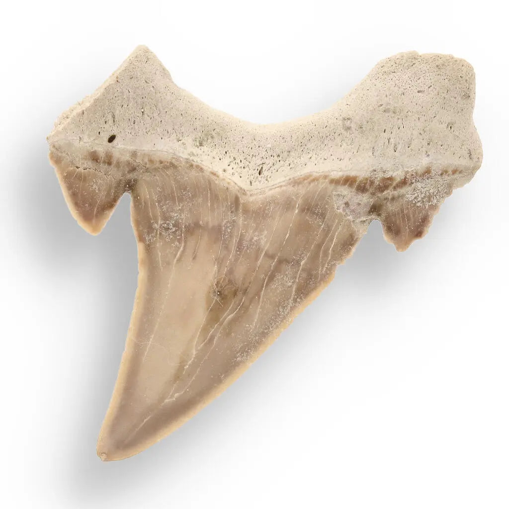 Otodus Obliquus Apex Predator Fossil