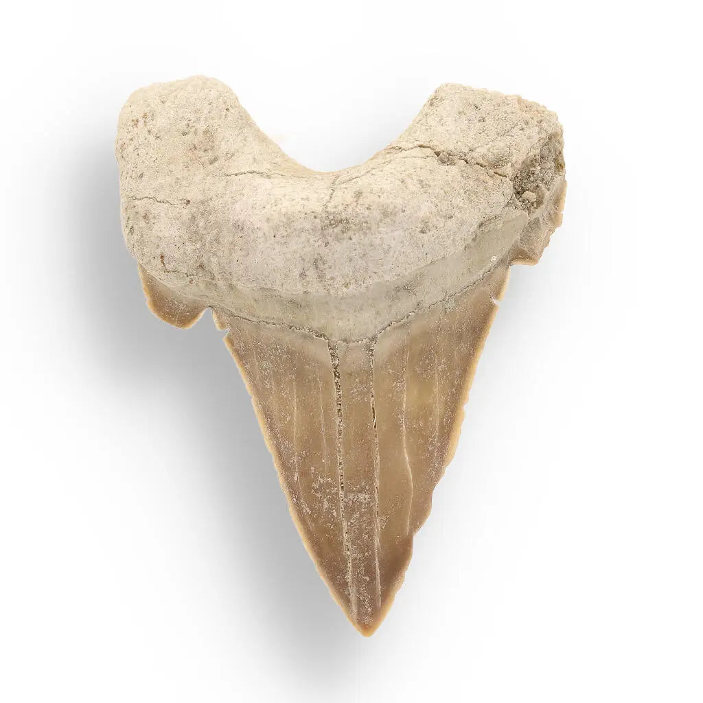 Moroccan Shark Tooth Fossil Treasure