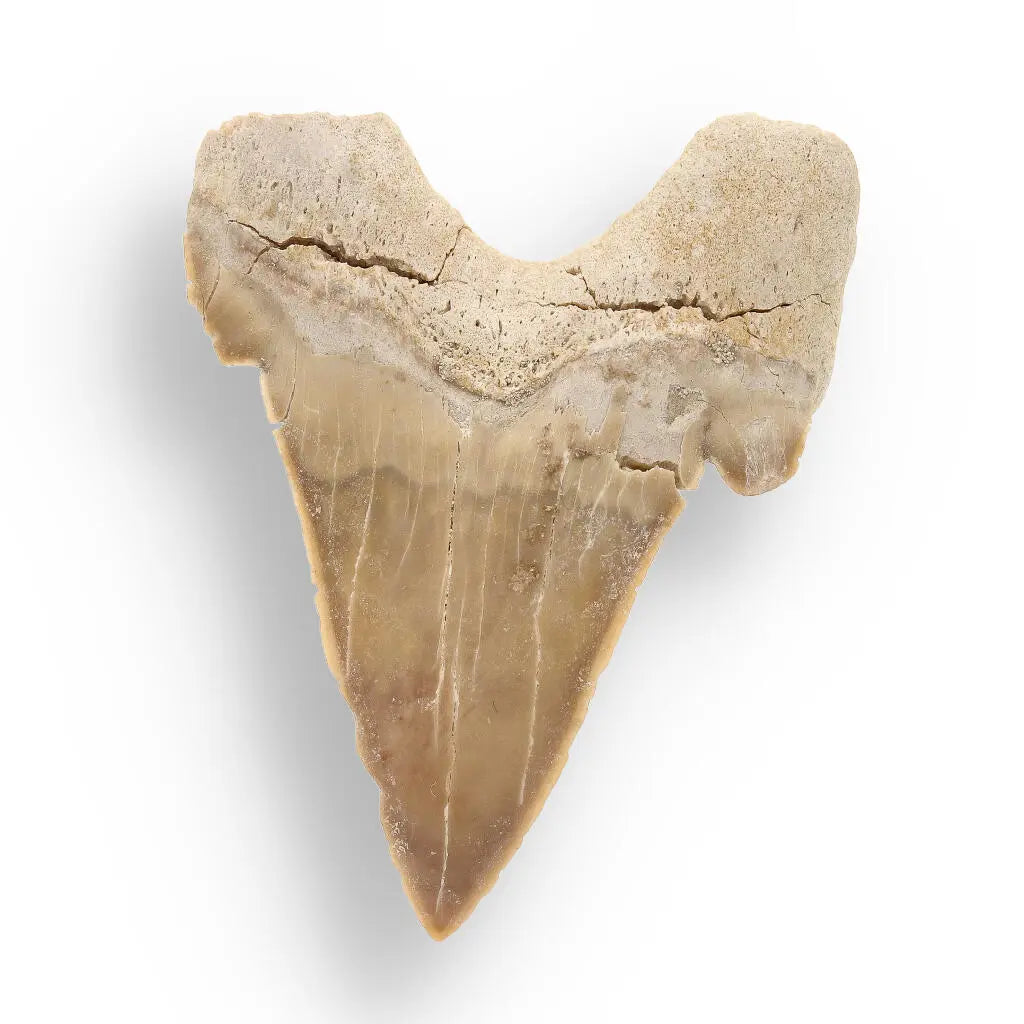 Moroccan Shark Tooth Fossil Treasure