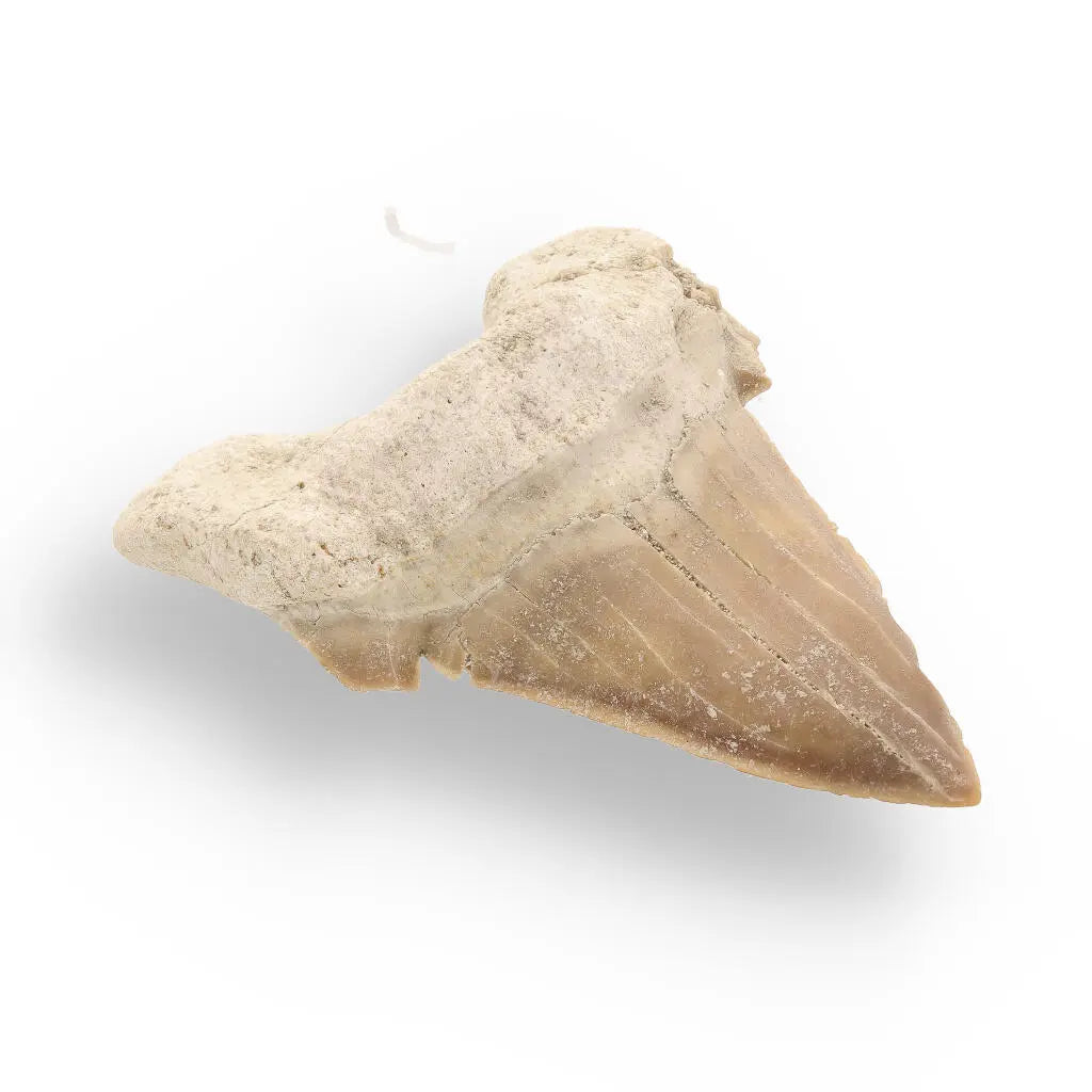 Moroccan Shark Tooth Fossil Treasure