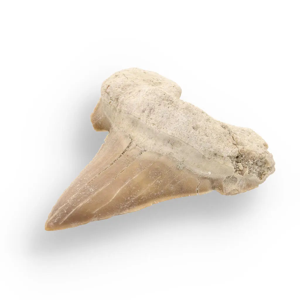 Moroccan Shark Tooth Fossil Treasure