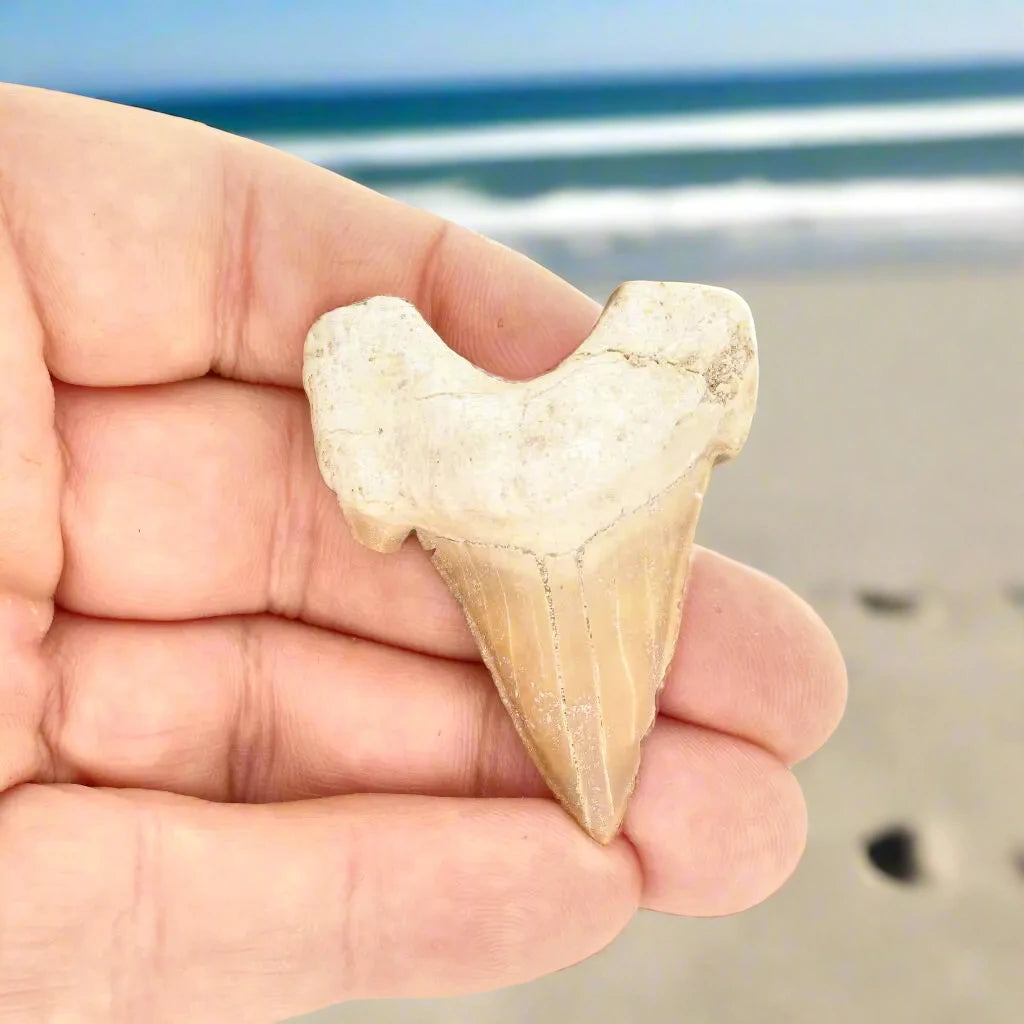 Moroccan Shark Tooth Fossil Treasure