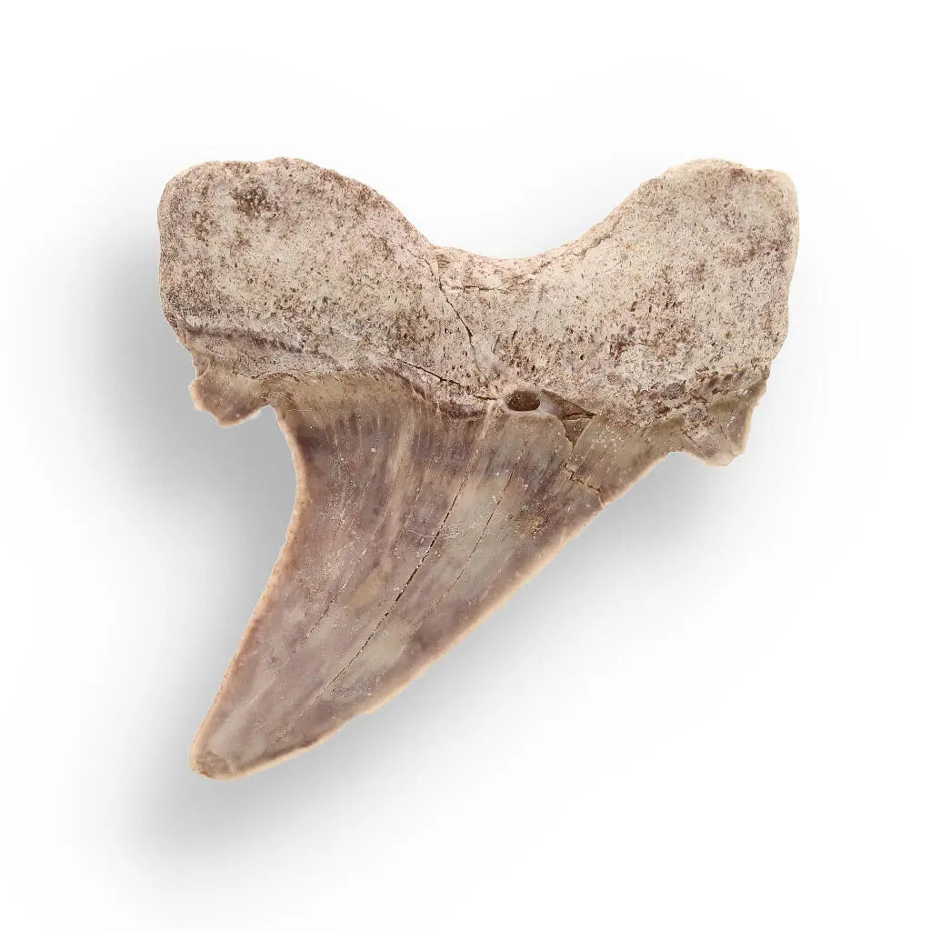 Shark Tooth Legacy of Oceans