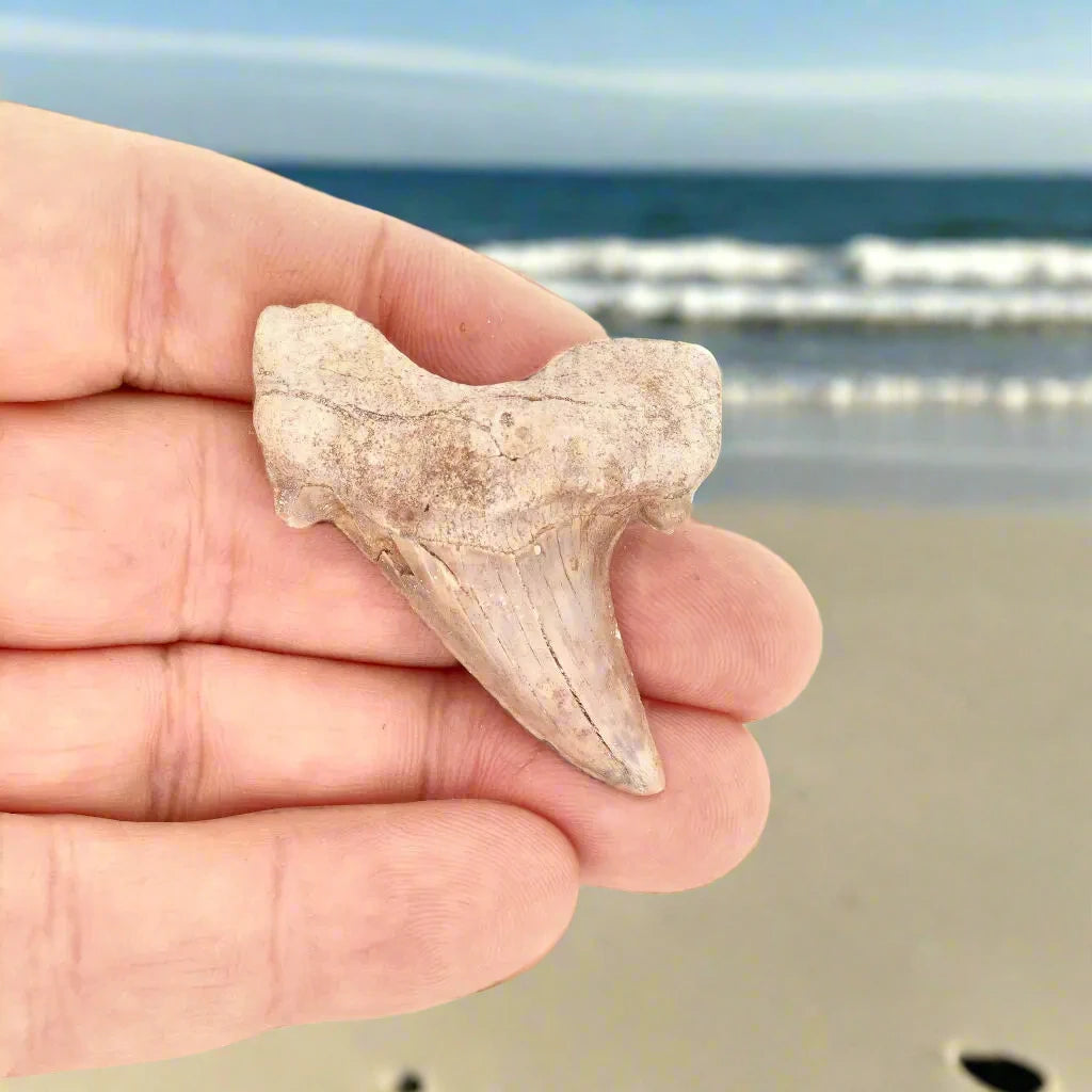 Shark Tooth Legacy of Oceans