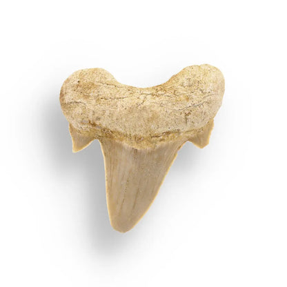 Fossilized Otodus Obliquus Tooth Wonder