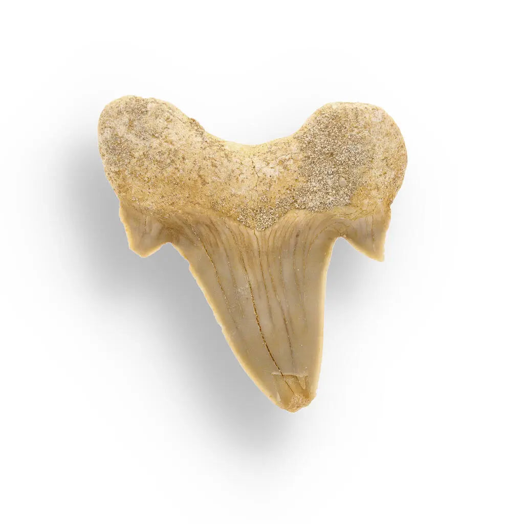 Fossilized Otodus Obliquus Tooth Wonder